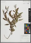 Foto von Salix alba L.